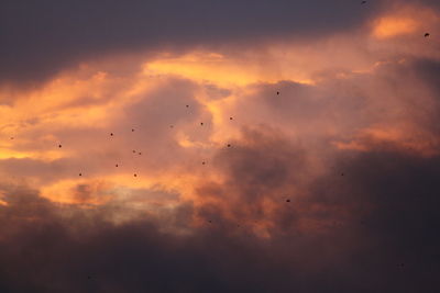 Low angle view of silhouette birds flying in sky