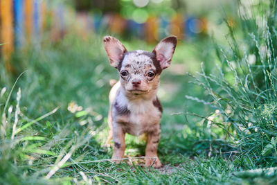 Chihuahua puppy, little dog in garden. cute small doggy on grass. short haired chihuahua breed