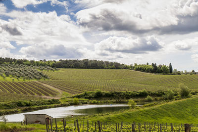 Scenic view of agricultural field against sky