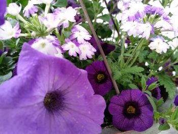 Close-up of pink flowers