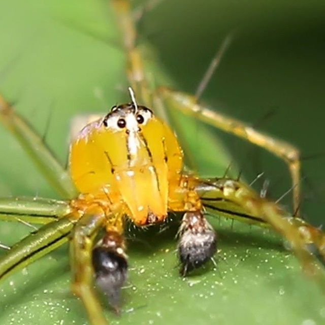 animal themes, animals in the wild, one animal, wildlife, insect, close-up, focus on foreground, green color, selective focus, zoology, nature, ladybug, two animals, outdoors, day, leaf, no people, full length, yellow, beauty in nature