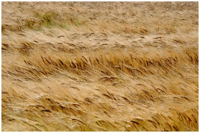 Full frame shot of rocks on field
