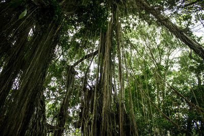 Low angle view of trees in forest