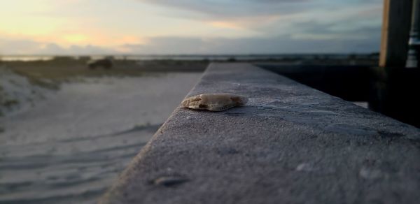 Close-up of lizard on beach