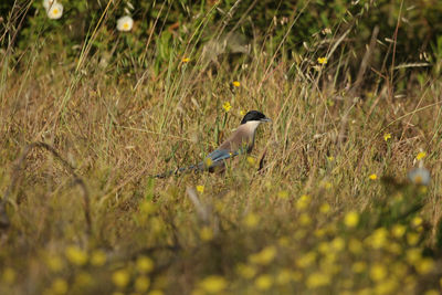 Bird perching on a field