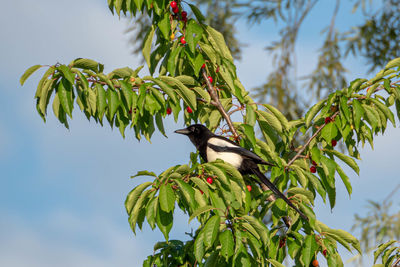 Low angle view of bird perching on tree