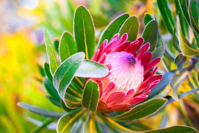 Close-up of pink flowering plant