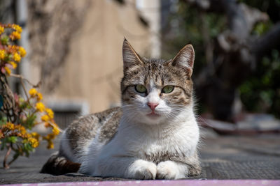 Beautiful cat resting and looking at the camera during sunny spring day