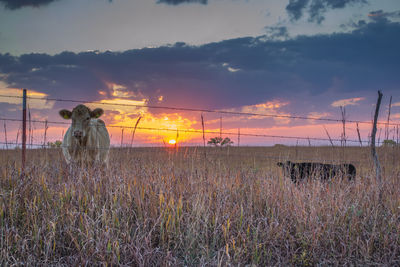 Scenic view of landscape at sunset