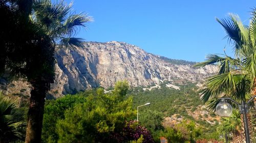 Scenic view of palm trees on mountain against sky