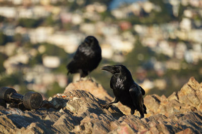 Bird perching on rock