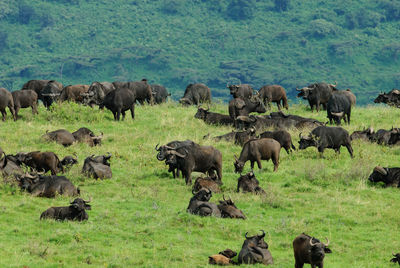 Horses grazing on grass