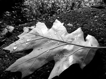 Close-up of wet maple leaf