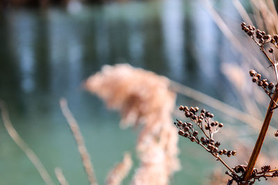 Close-up of dry plant against lake
