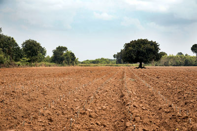 Trees on field against sky