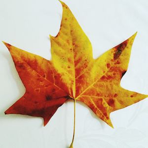 Close-up of maple leaves