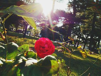 Sun shining through flowers