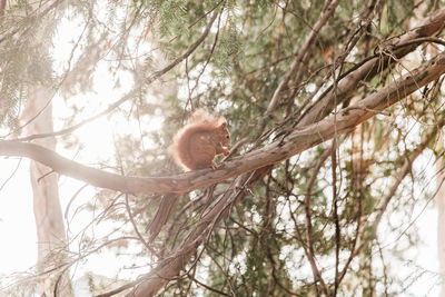 Low angle view of squirrel on tree