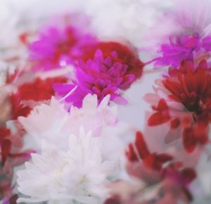 Close-up of pink flowers