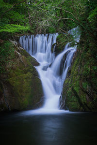 Scenic view of waterfall in forest