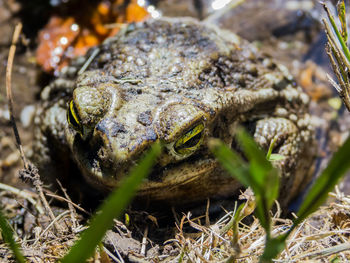 Close-up of frog on field