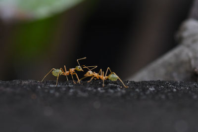 Close-up of ant on rock