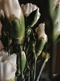 Close-up of white flowering plant