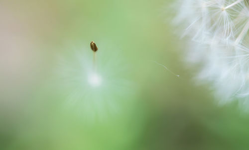 Close-up of insect on flower