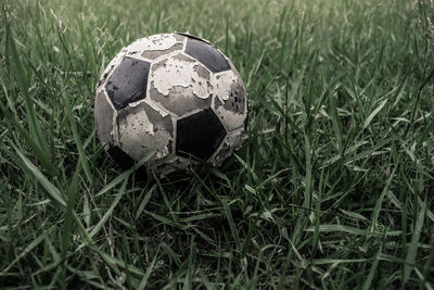 Close-up of grassy field