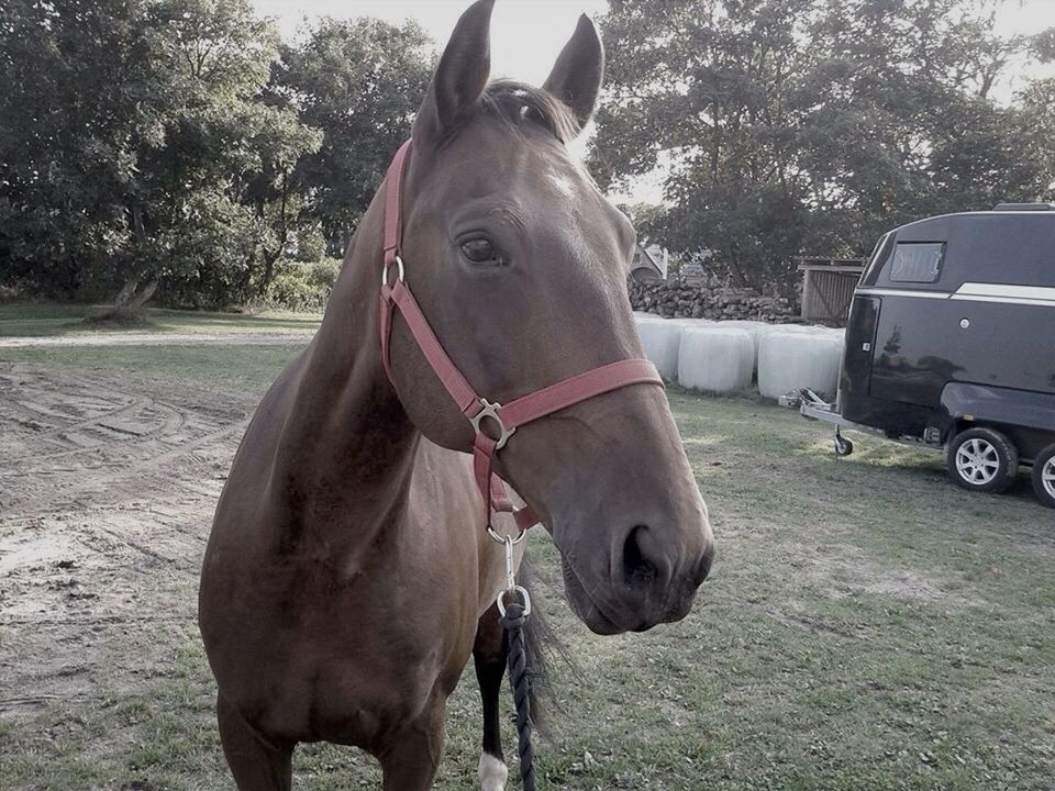 animal themes, domestic animals, mammal, horse, one animal, livestock, working animal, herbivorous, animal head, standing, bridle, transportation, two animals, close-up, tree, portrait, field, car, road, outdoors