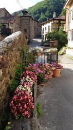 Flower pot by plants outside building