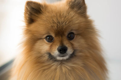 Close-up portrait of dog