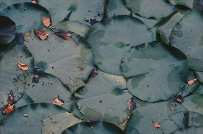 Full frame shot of lily pads