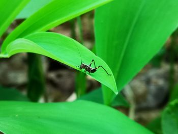 Close-up of insect on leaf