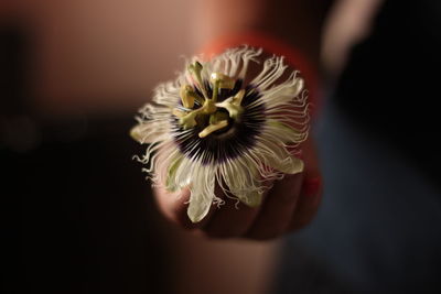 Midsection of woman holding a rare flower
