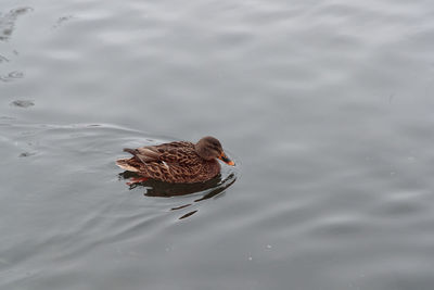 High angle view of duck swimming on lake