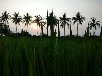 Close-up of palm trees on field against sky