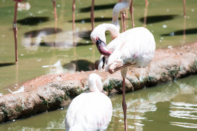 Swans on a lake