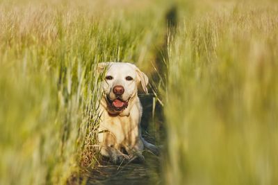 Portrait of dog relaxing in field