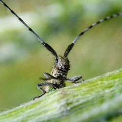 Close-up of insect on leaf