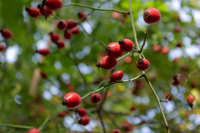 fruit