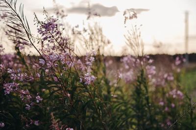 Close-up of purple flowering plants on field