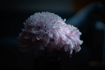 Close-up of pink rose flower in vase