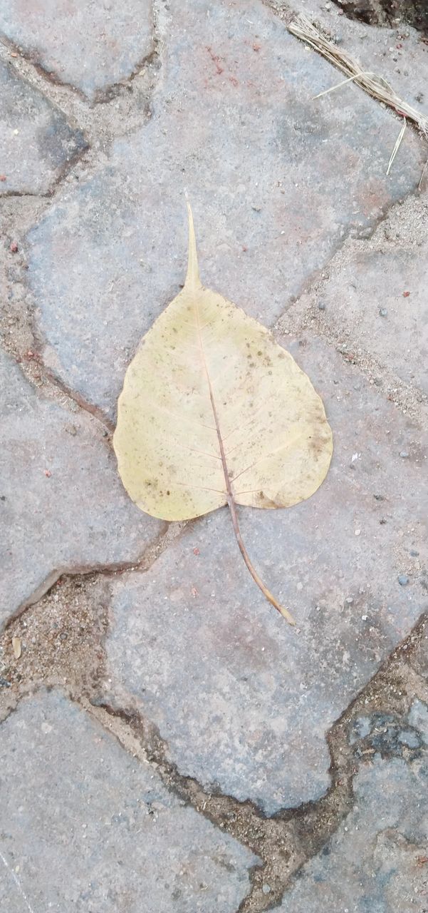 high angle view, no people, day, nature, leaf, plant part, footpath, flagstone, outdoors, close-up, textured, rock, road surface, dry, soil, flooring, autumn, wall, street