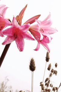 Close-up of pink flowers