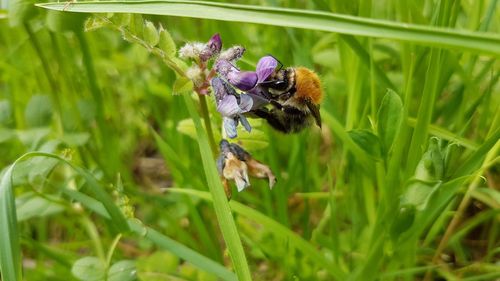 Close-up of bee on flower in field