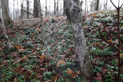 Close-up of tree trunk in forest