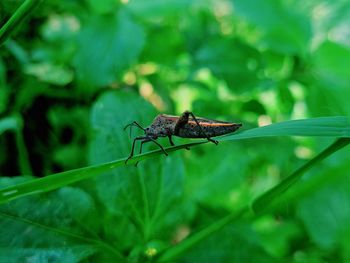 Close-up of insect on plant