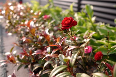 Close-up of red flowers