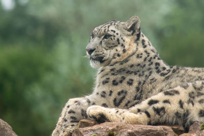 Snow leopards - south lakes safari park, cumbria, uk